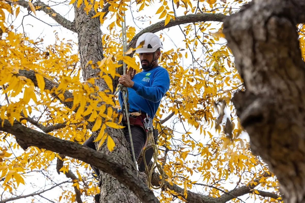 Skilled Emergency Tree Service crew working in Comfort