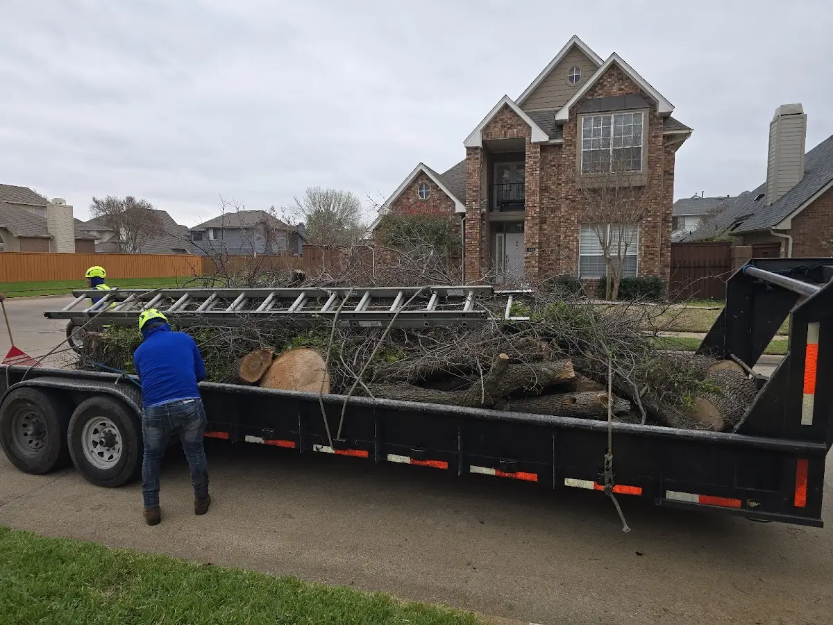 Expert Tree Pest Control with proper safety equipment in Comfort